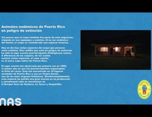 BAD BUNNY – LO QUE LE PASÓ A HAWAii (Visualizer) | DeBÍ TiRAR MáS FOToS