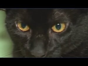 Alabama four-eared feline looking for a home