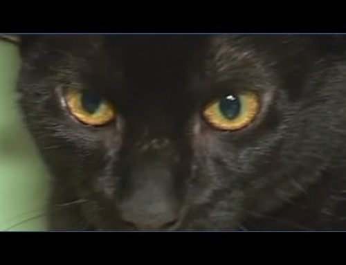 Alabama four-eared feline looking for a home