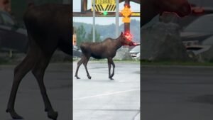 Wildlife roams outside Trump-Putin summit venue in Alaska