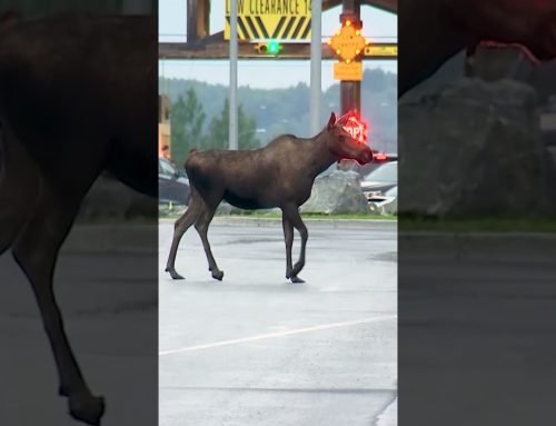 Wildlife roams outside Trump-Putin summit venue in Alaska