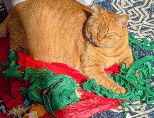 Meow Monday – Plain Chicken