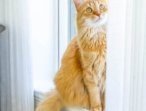 Meow Monday – Plain Chicken