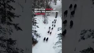Ride along on the Iditarod, Alaska’s epic, 1,000-mile dog sled race #Shorts
