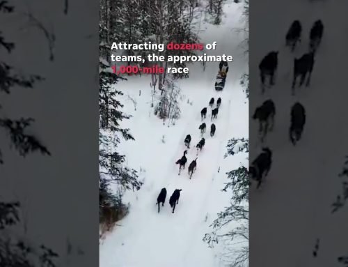 Ride along on the Iditarod, Alaska’s epic, 1,000-mile dog sled race #Shorts