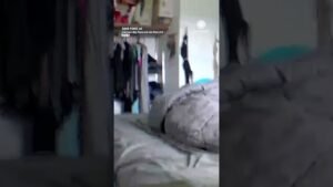 Alaska Earthquake Caught on Camera Shaking Home