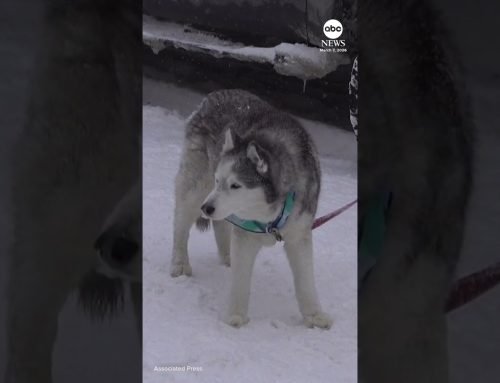 Iditarod kicks off in Alaska with ceremonial start in Anchorage