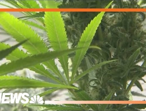 Marijuana from 300 Colorado dispensaries is recalled