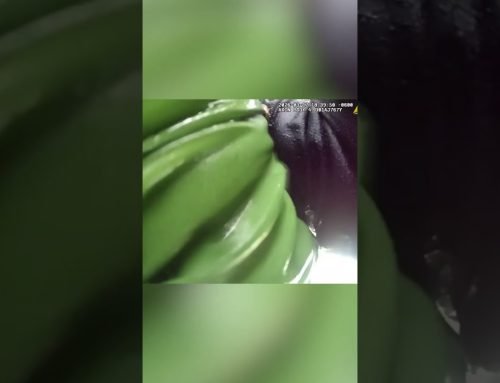 Chaotic arrest of repeat drug offender in Colorado #shorts