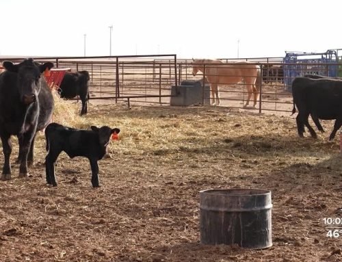 Colorado cattle ranchers weigh supply chain impact of JBS strike