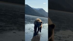 Aggressive brown bear cub #alaska #bearviewing #bear #brownbear #alaskaextreme #bearsafety