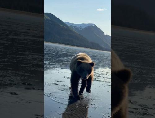 Aggressive brown bear cub #alaska #bearviewing #bear #brownbear #alaskaextreme #bearsafety