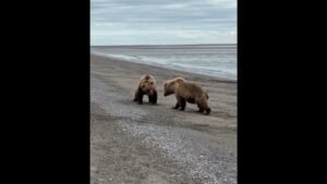 A tour group in Alaska got a front-row seat to a couple of bears appearing to trade paws