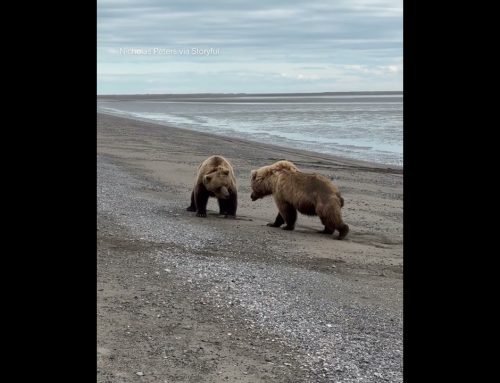 A tour group in Alaska got a front-row seat to a couple of bears appearing to trade paws