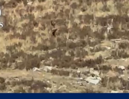 ‘Bigfoot’ sighting in Colorado? | WNN