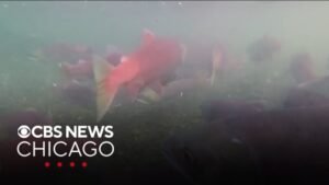 Alaska’s salmon forecast down