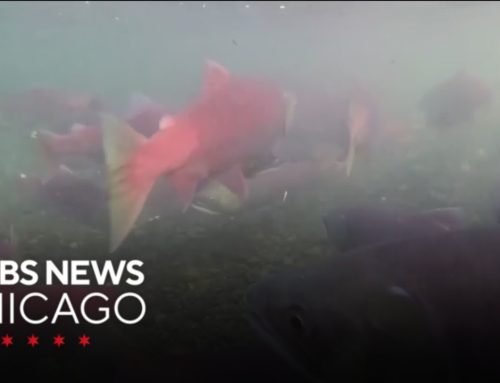 Alaska’s salmon forecast down