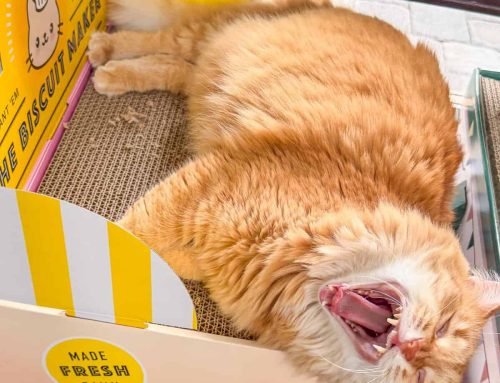 Meow Monday – Plain Chicken