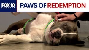 Arizona prison pairing inmates up with rescue dogs | FOX 10 Phoenix