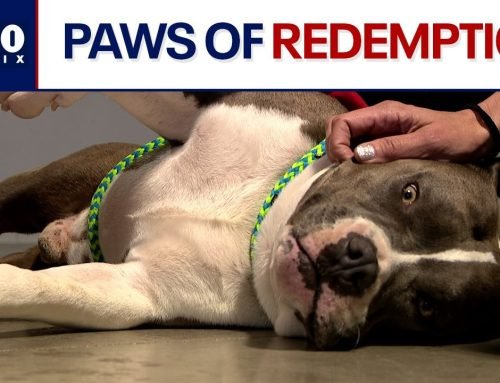 Arizona prison pairing inmates up with rescue dogs | FOX 10 Phoenix