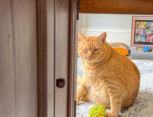 Meow Monday – Plain Chicken
