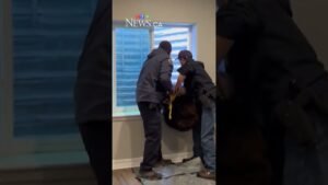 Black bear rescued after getting stuck in window well outside a Colorado home