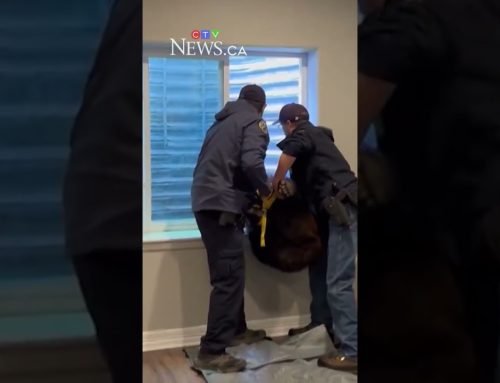 Black bear rescued after getting stuck in window well outside a Colorado home