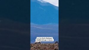 Biden administration cancels oil and gas leases in Alaska’s Arctic National Wildlife Refuge #shorts