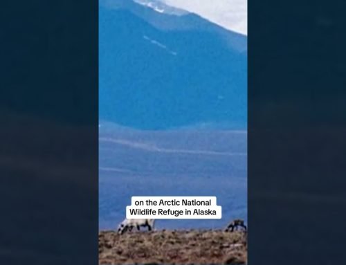 Biden administration cancels oil and gas leases in Alaska’s Arctic National Wildlife Refuge #shorts
