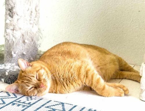 Meow Monday – Plain Chicken