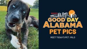 Good Day Alabama Pet Pic: Milo