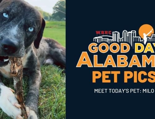 Good Day Alabama Pet Pic: Milo