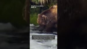 Iconic Fat Bear Week contest returns to Alaska