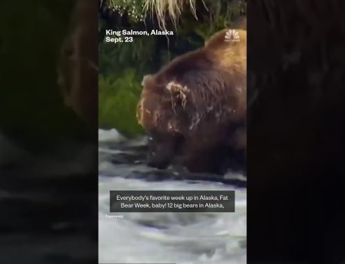 Iconic Fat Bear Week contest returns to Alaska