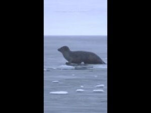 Seals crash through thin ice in Alaska’s Glacier Bay