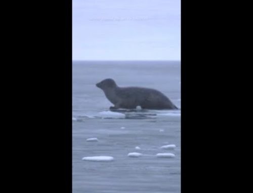 Seals crash through thin ice in Alaska’s Glacier Bay