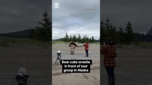 Bear cubs wrestle in front of tour group in Alaska #shorts