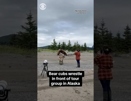Bear cubs wrestle in front of tour group in Alaska #shorts