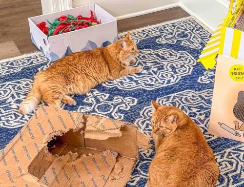 Meow Monday – Plain Chicken