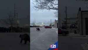 Bear Activity Increasing in Colorado Springs
