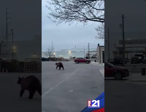 Bear Activity Increasing in Colorado Springs