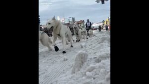 World’s most famous sled dog race kicks off in Alaska