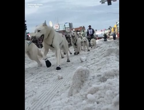 World’s most famous sled dog race kicks off in Alaska