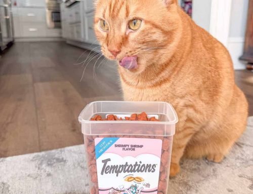 Meow Monday – Plain Chicken