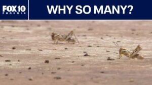 Why are there so many grasshoppers right now? | FOX 10 Phoenix