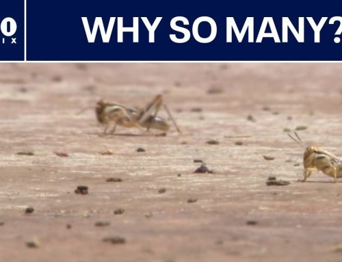 Why are there so many grasshoppers right now? | FOX 10 Phoenix
