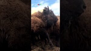 Bison travelling from Alberta to Alaska
