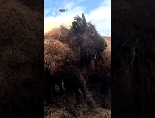 Bison travelling from Alberta to Alaska