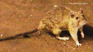 Hantavirus death in Colorado, state says not linked to cruise ship outbreak