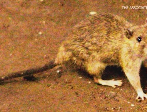 Hantavirus death in Colorado, state says not linked to cruise ship outbreak